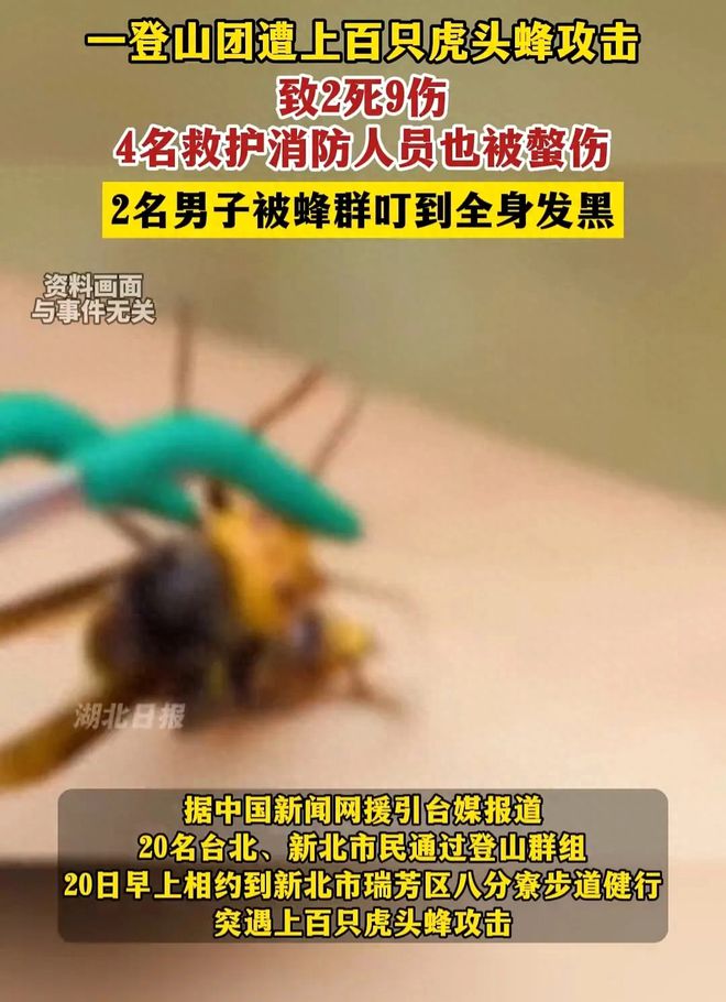 九州酷游·(中国)官方网站2死9伤！一登山团遭蜂群攻击虎头蜂到底有多可怕？(图3)